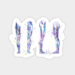 Leg Muscles Colorful Watercolor Anatomy Sticker